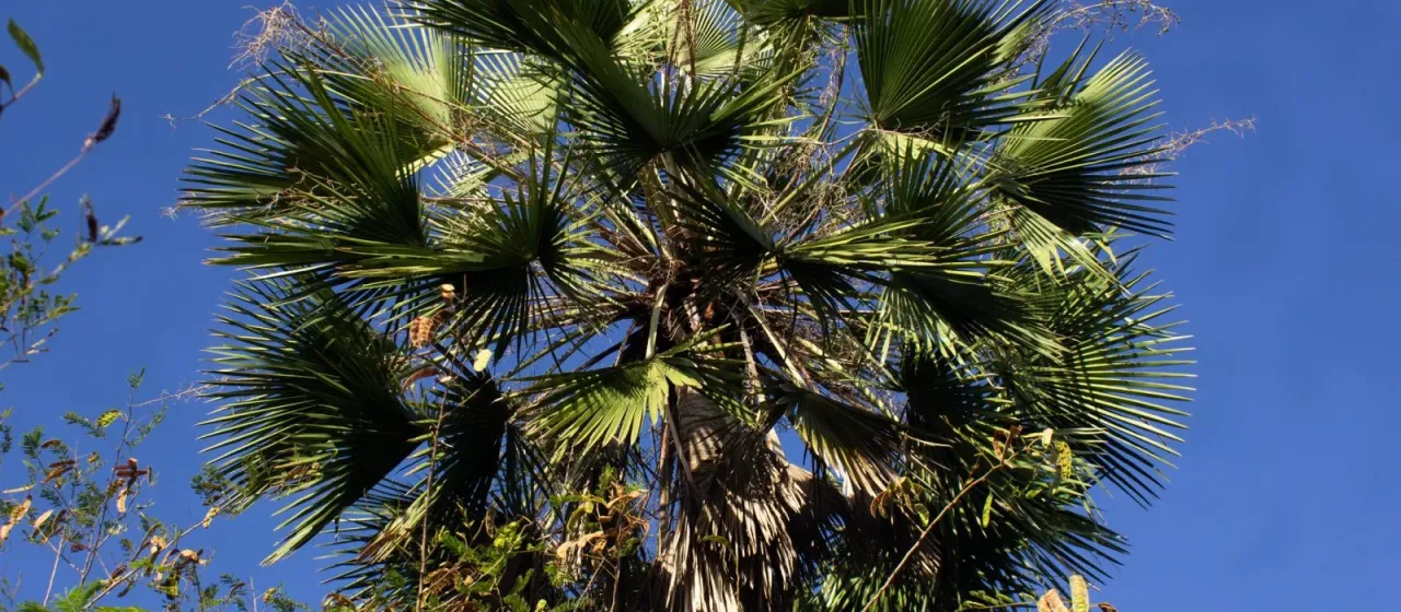 Carnauba palm