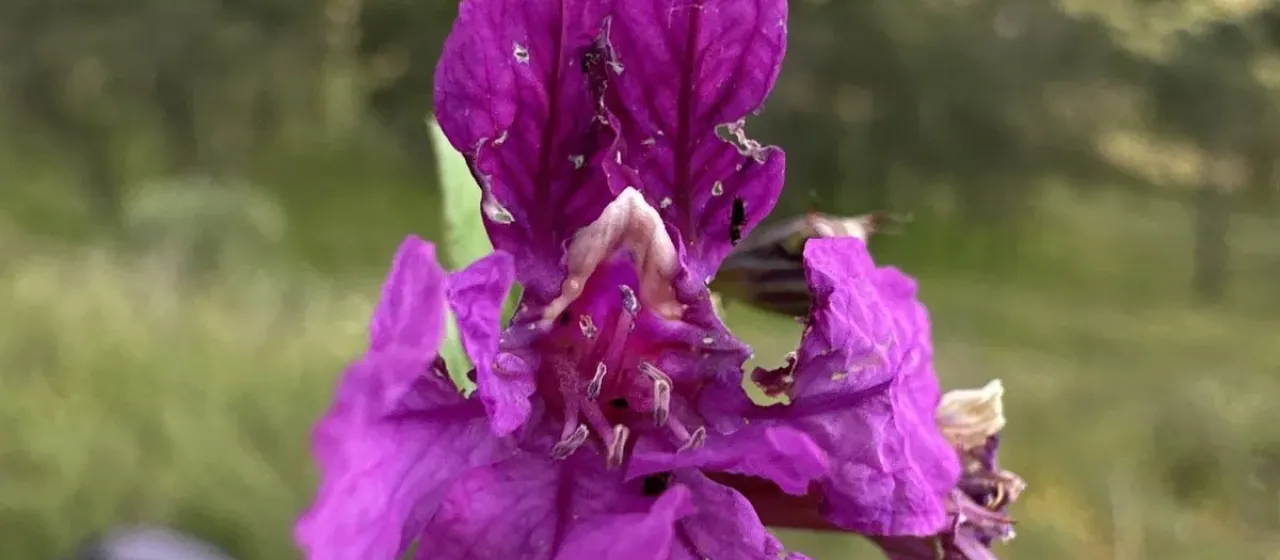 Cuphea aequipetala