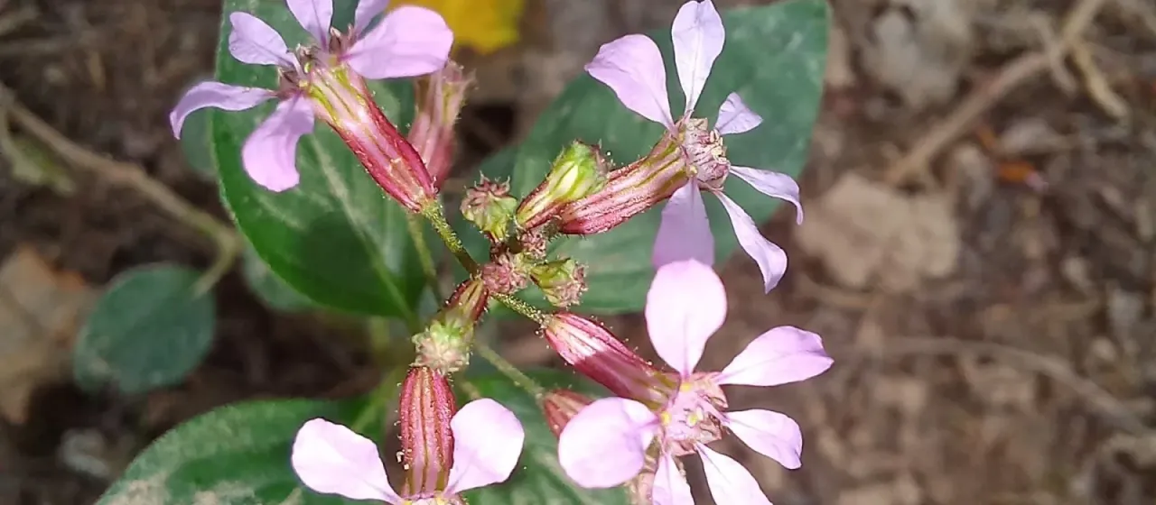 Cuphea racemosa