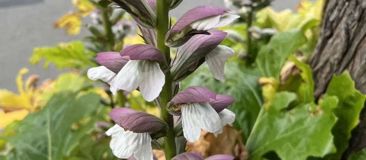 Acanthus L.