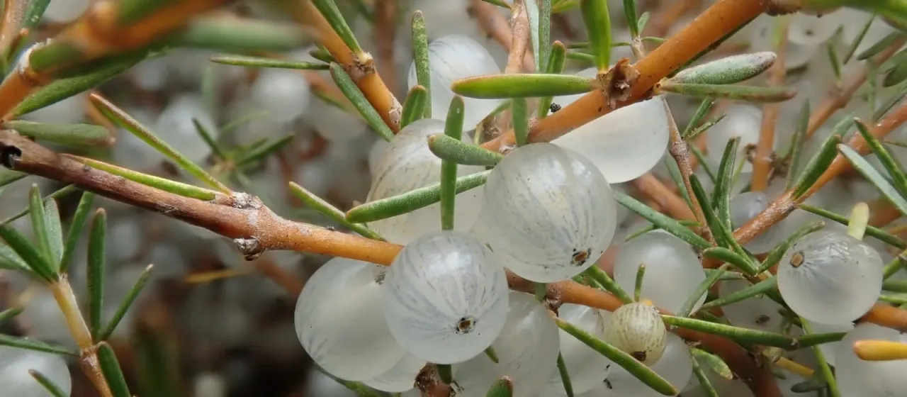 Coprosma acerosa