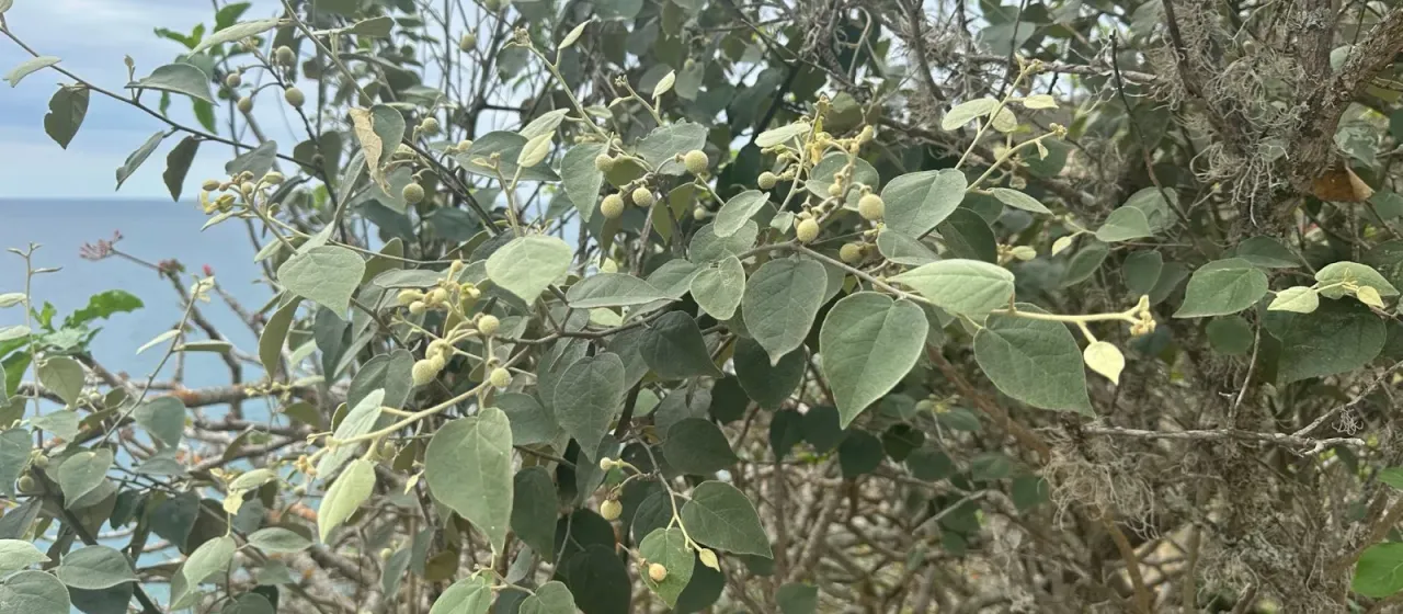 Capparicordis crotonoides