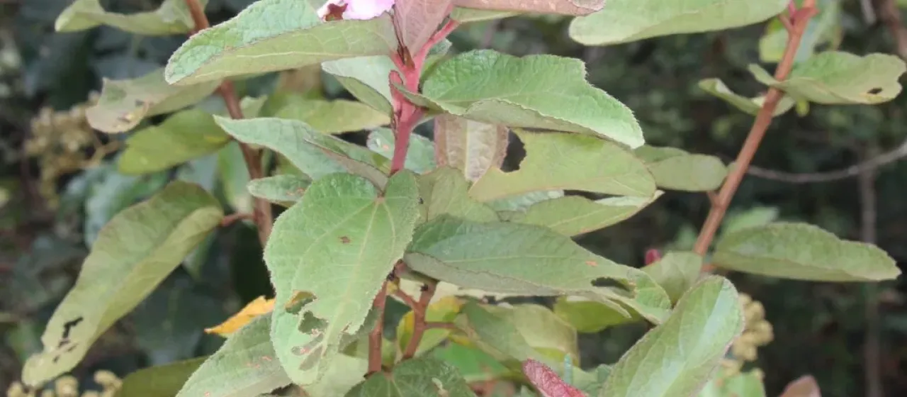Clappertonia ficifolia