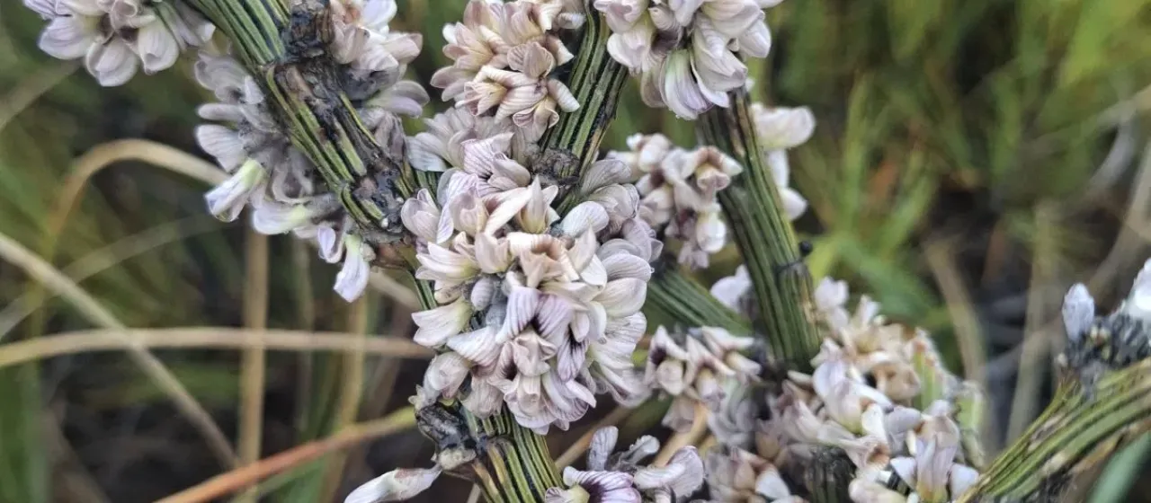 Carmichaelia crassicaulis