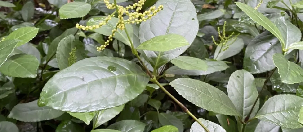 Chloranthus spicatus
