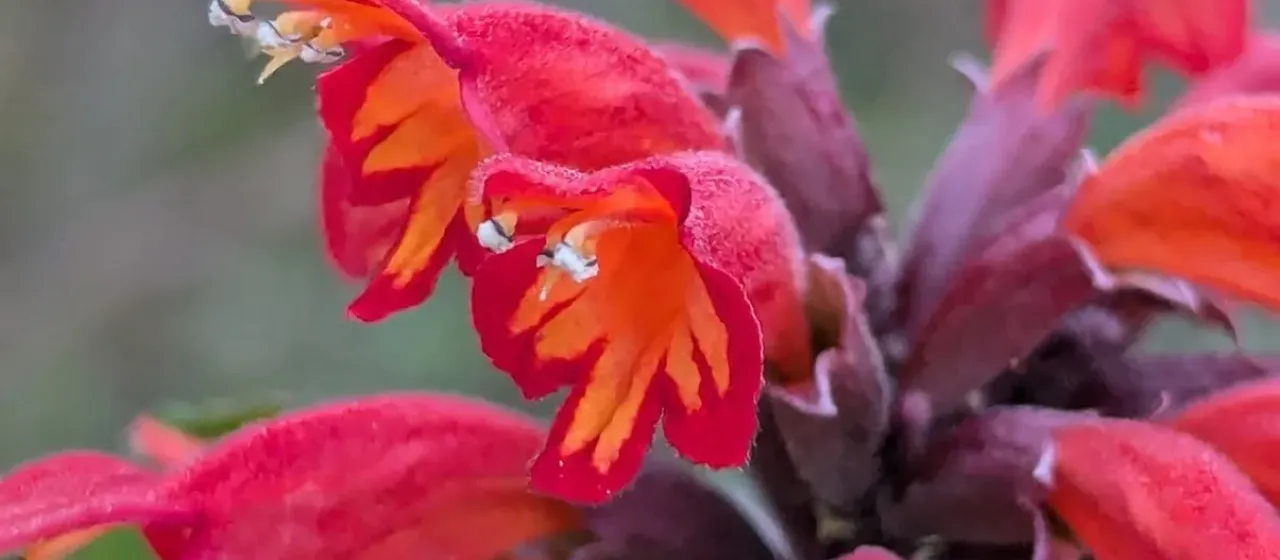 Colquhounia coccinea