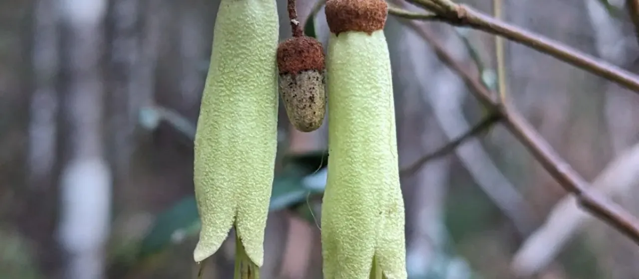 Correa lawrenciana