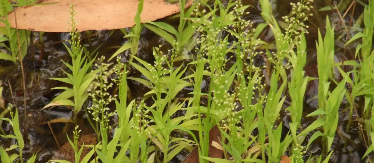 Coelachne pulchella