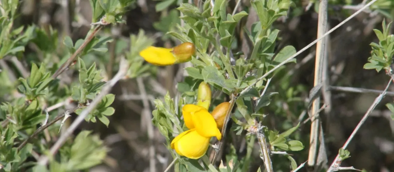 Shrubby caragana