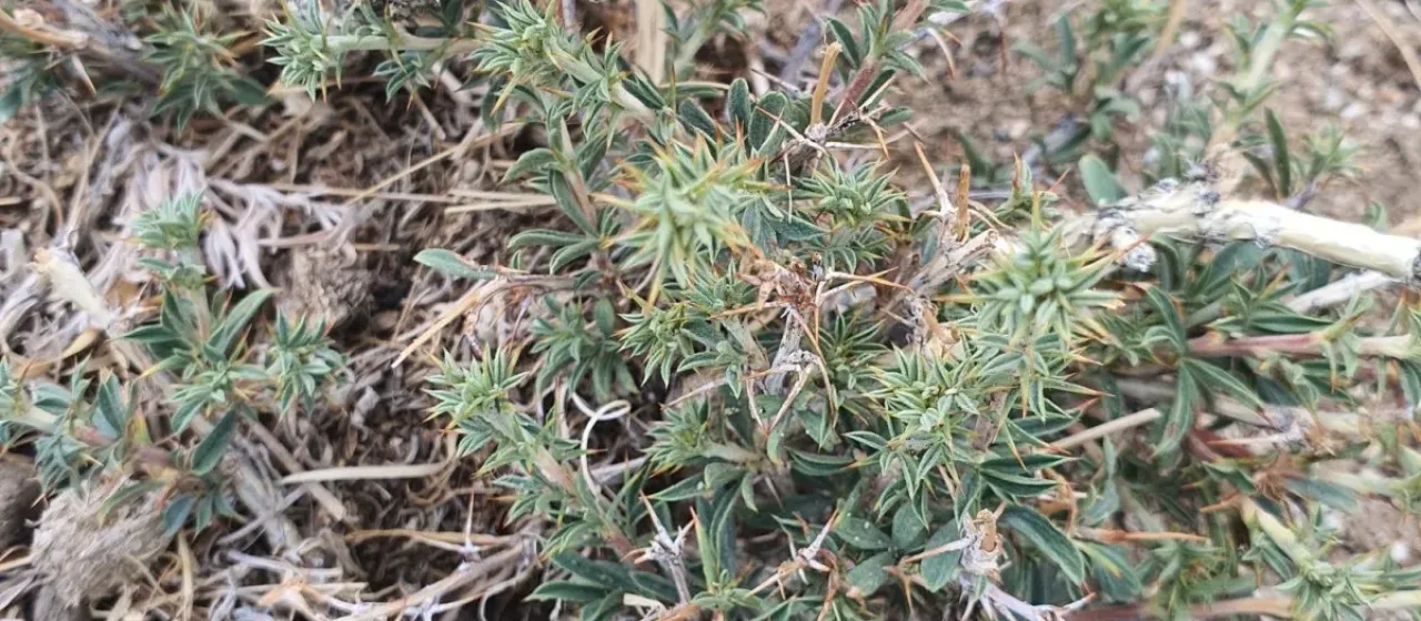 Dwarf pea shrub
