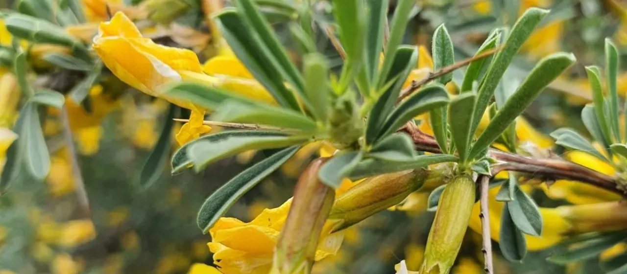 Spiny pea-shrub