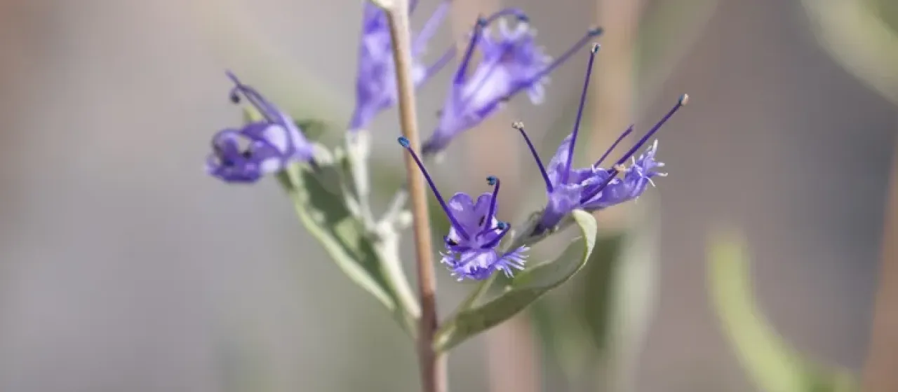 Mongolian bluebeard