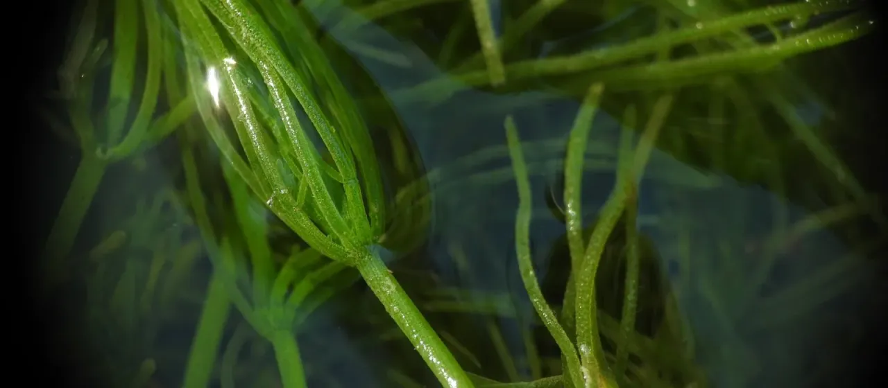 Common stonewort