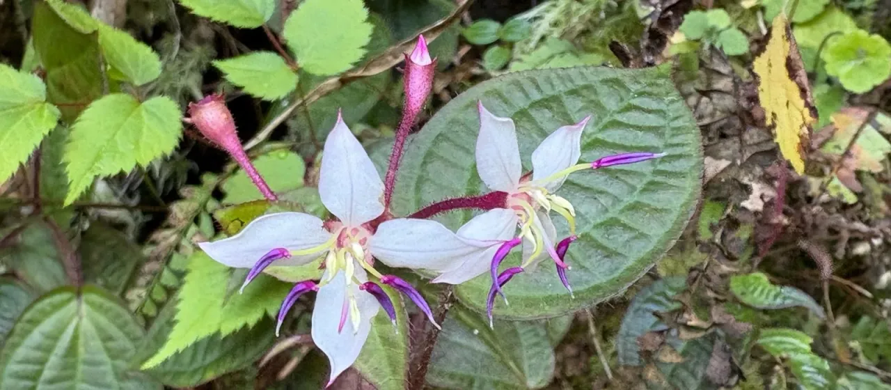 Bredia Blume