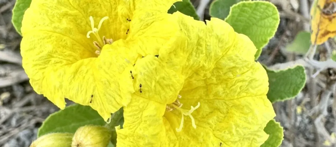 Кордия желтая