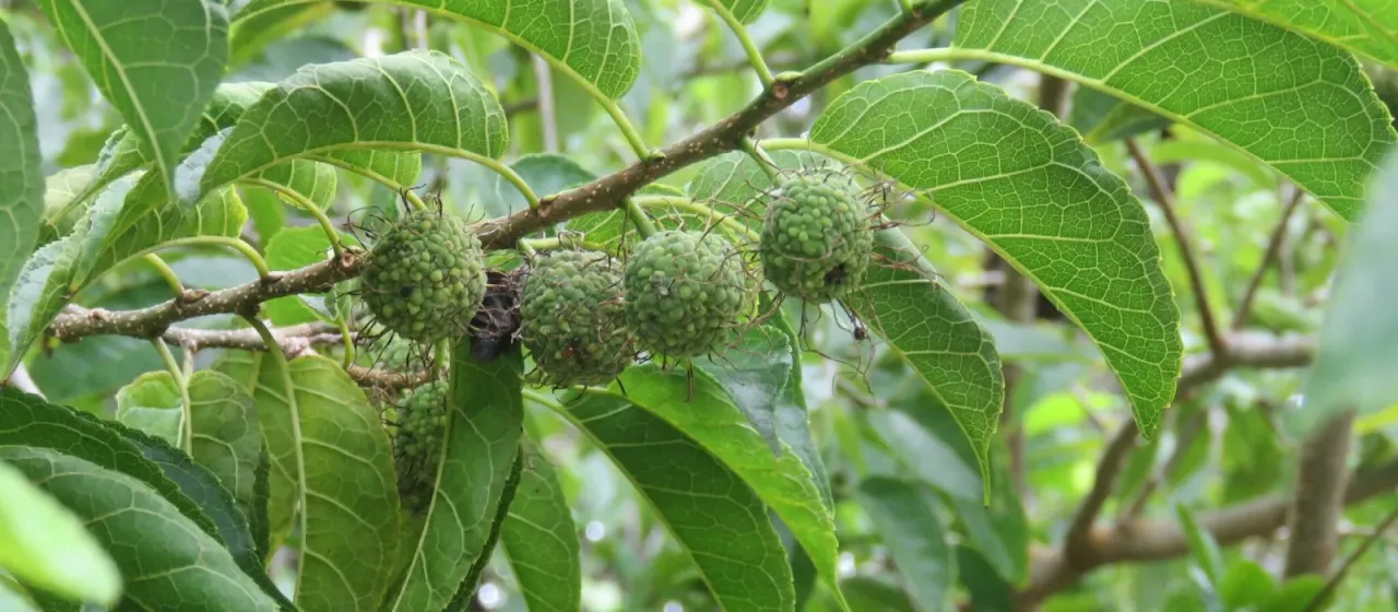 Fustic tree