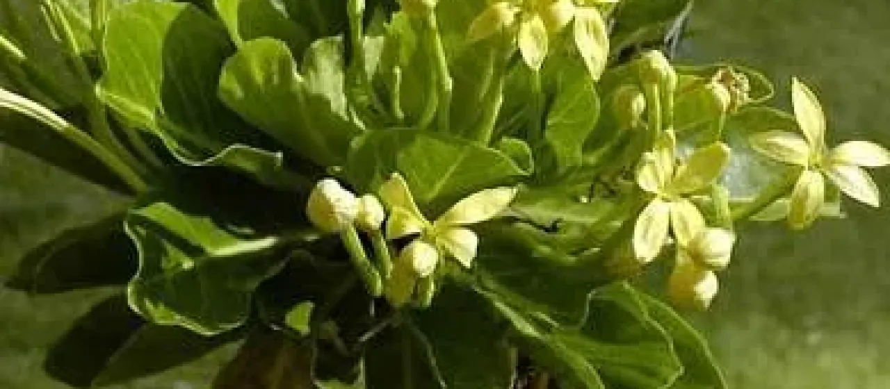 Brighamia insignis