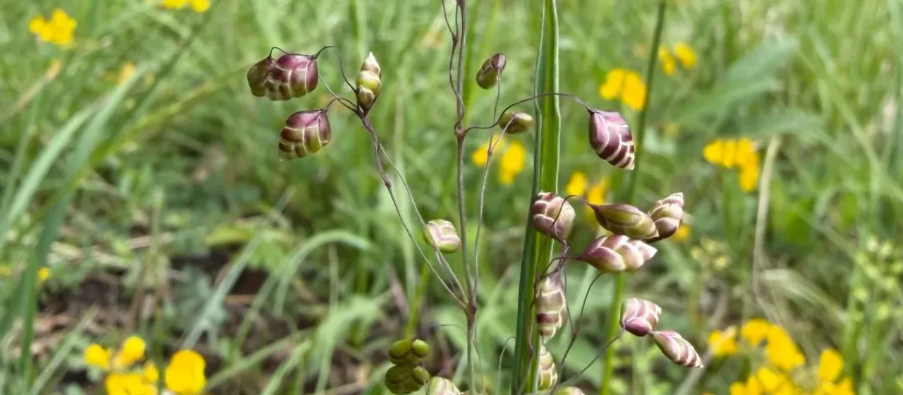 Quaking grass