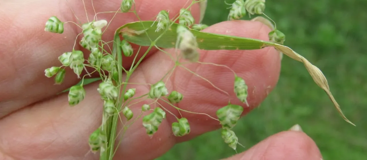 Little quaking grass