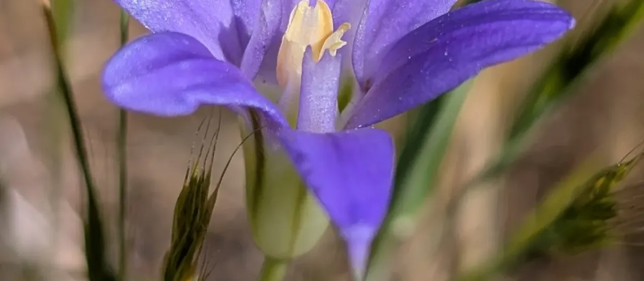 Brodiaea