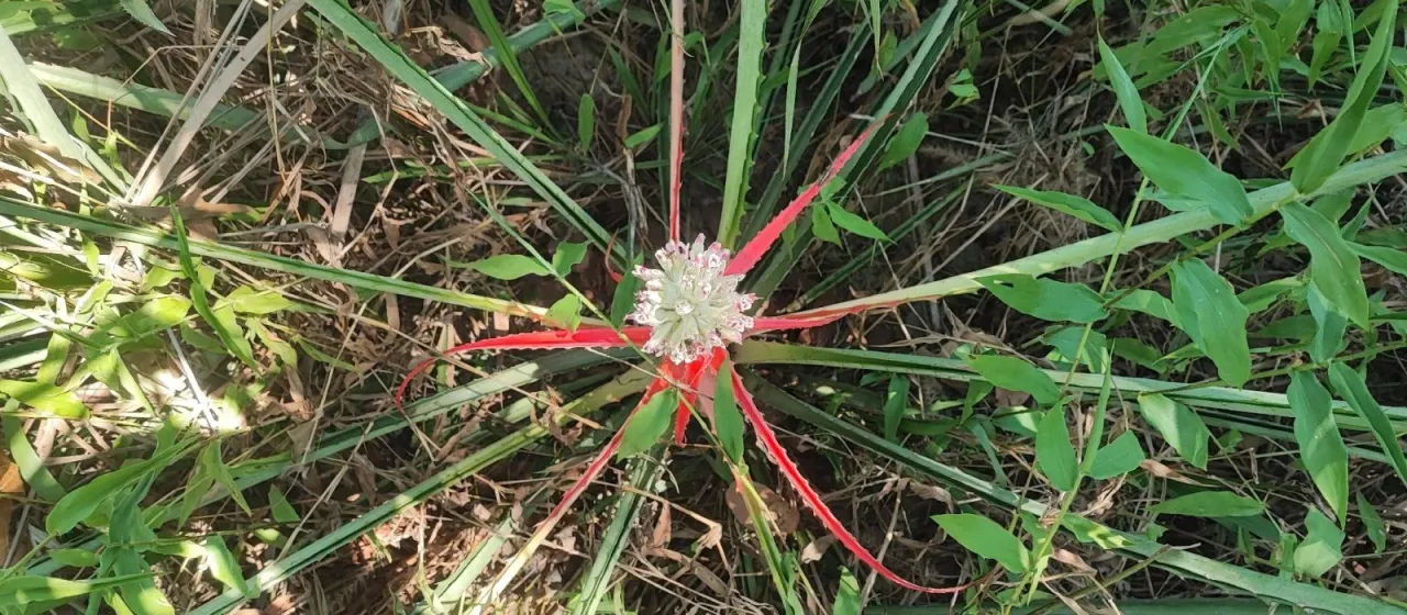 Bromelia L.