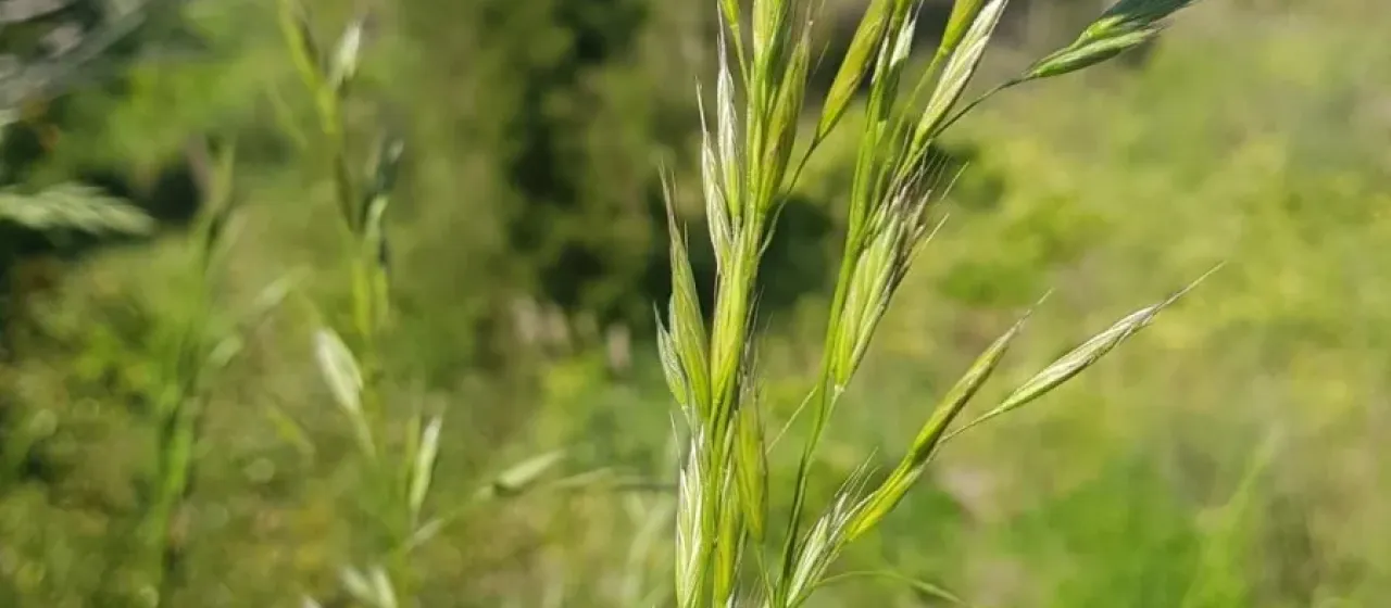 Bromus auleticus