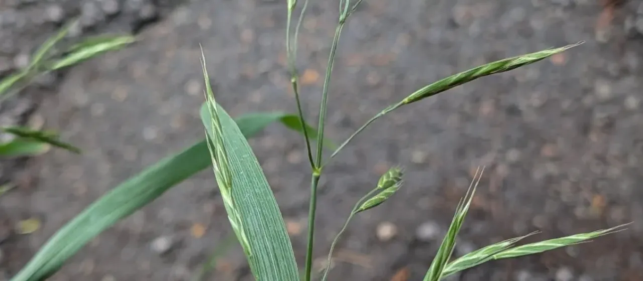 Mountain brome