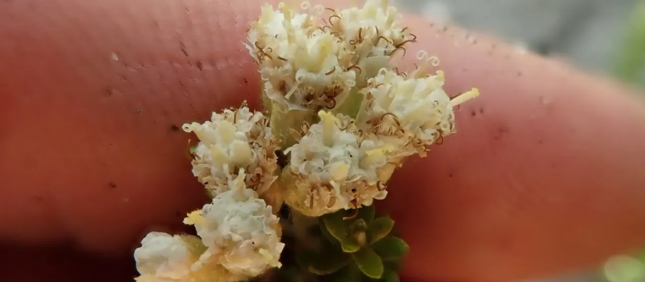 Cassinia retorta