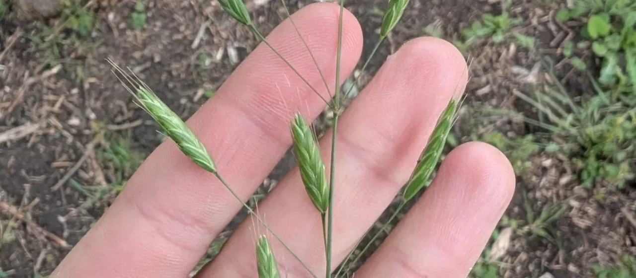 Meadow brome