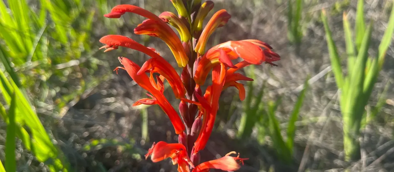 Chasmanthe aethiopica