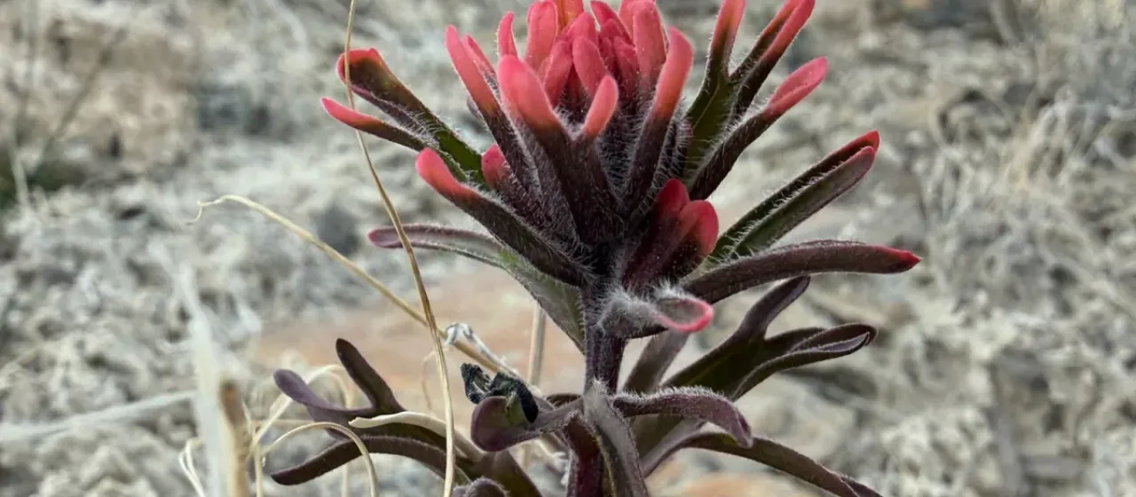 Indian paintbrush