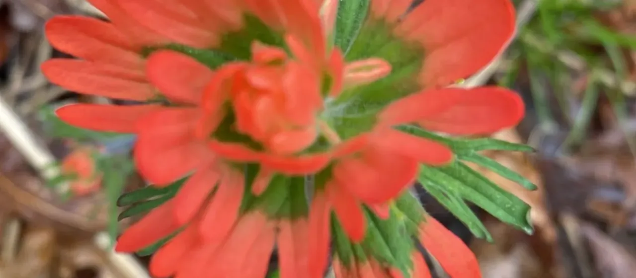 Indian paintbrush
