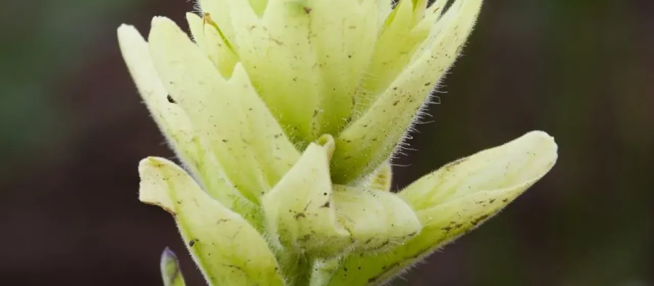 Castilleja occidentalis
