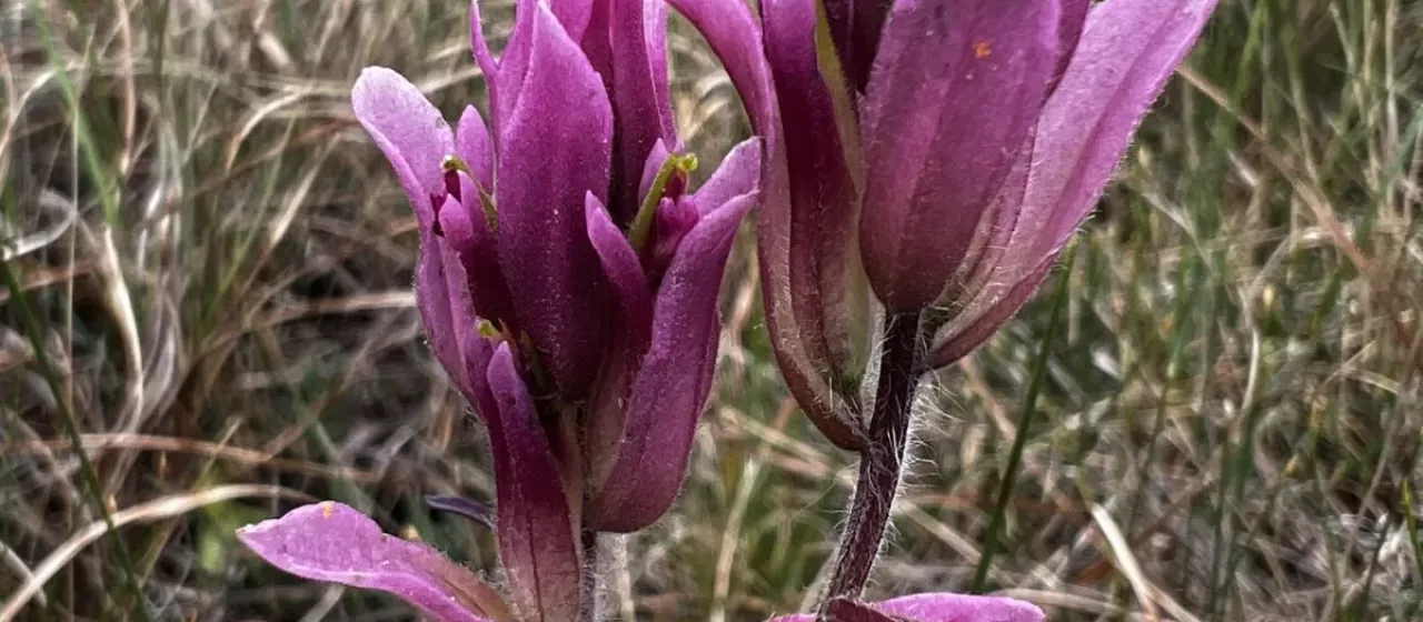Raup's Indian paintbrush