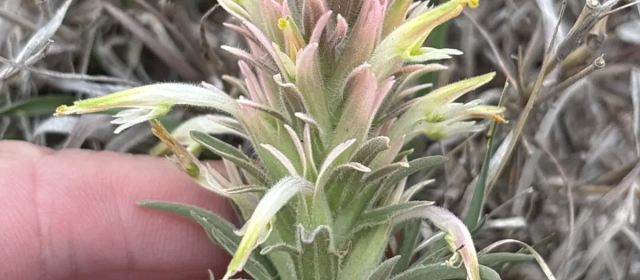 Castilleja sessiliflora