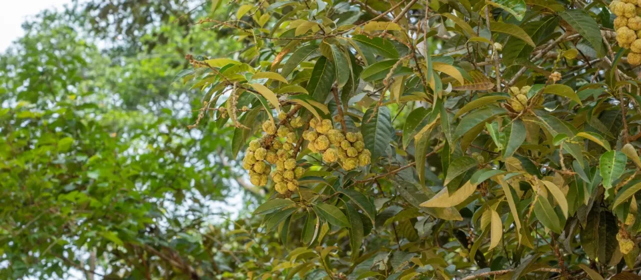 Castanopsis inermis