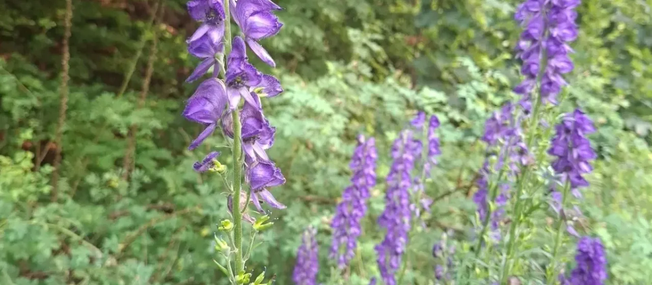 Monkshood