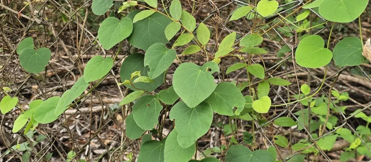 Cissampelos pareira