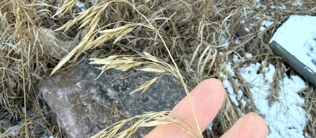 Smooth brome