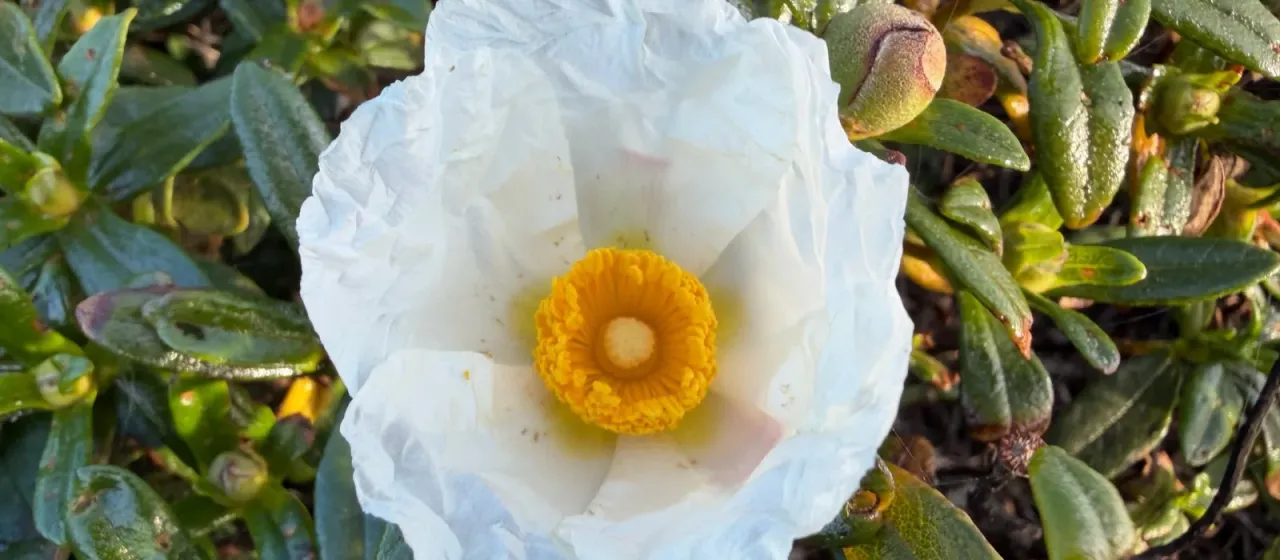 Cistus palhinhae