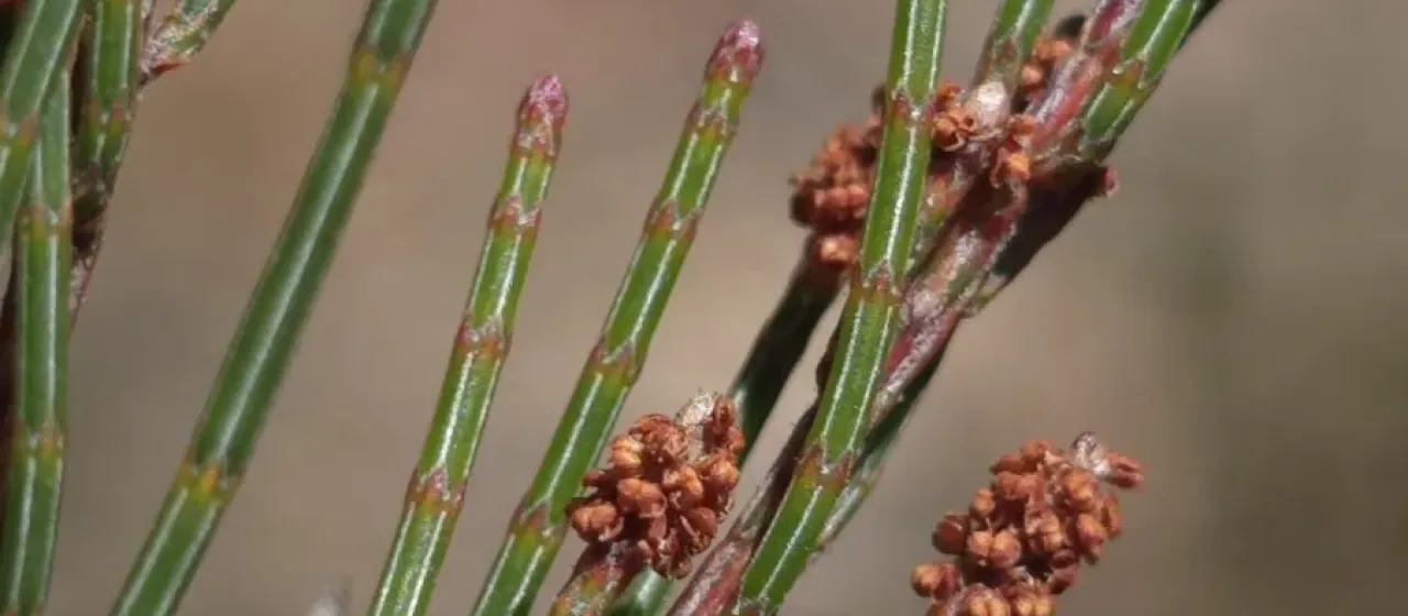 Аллоказуарина карликовая