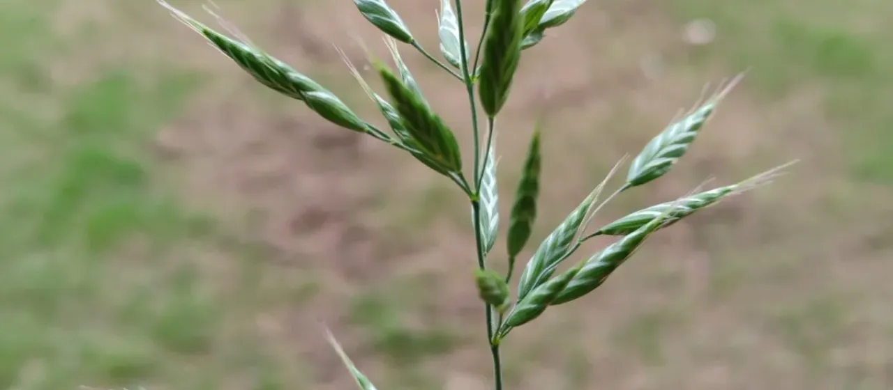 Smooth brome (racemose brome)