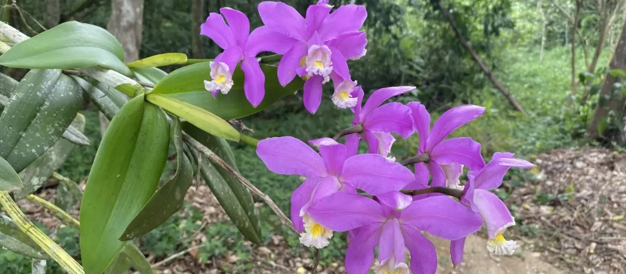 Cattleya harrisoniana