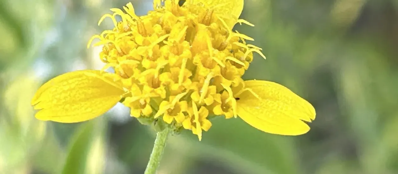 Calostephane divaricata