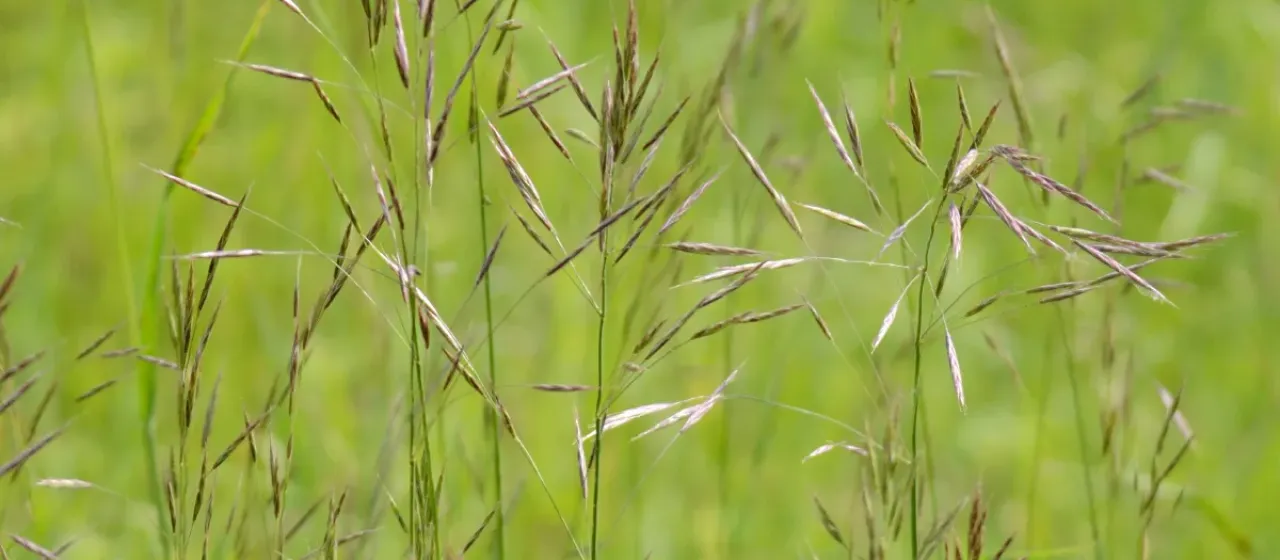 Meadow brome