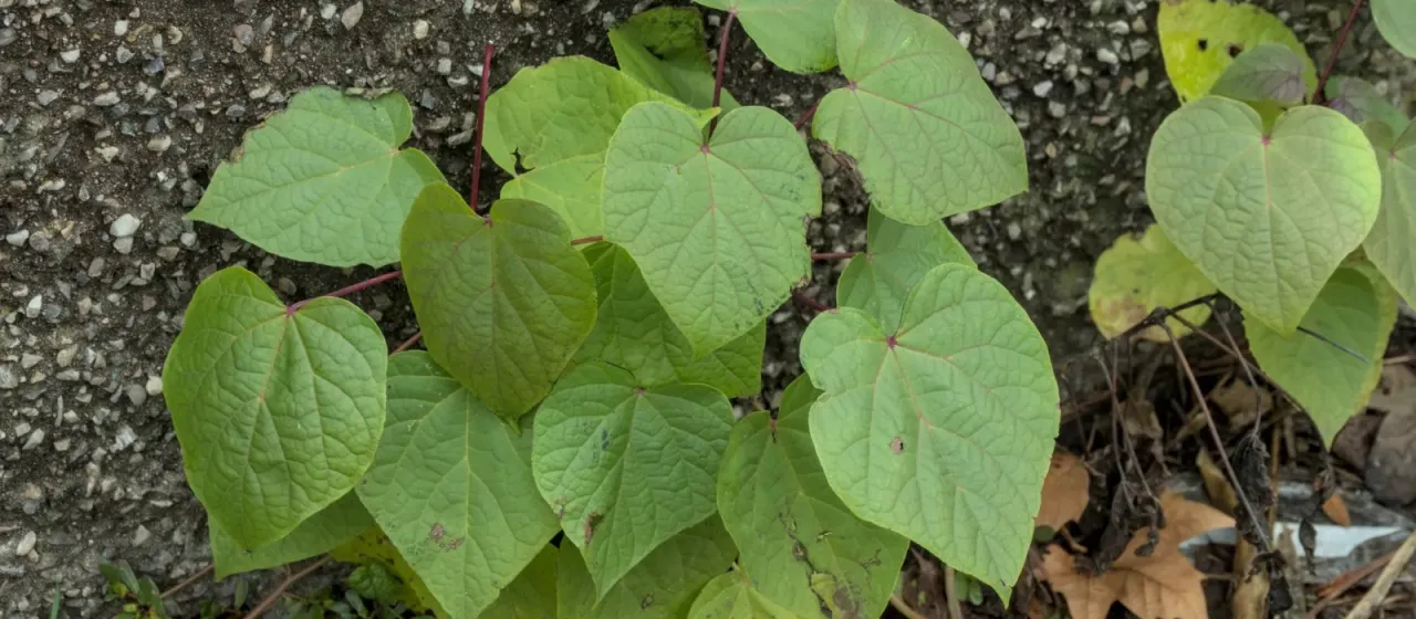 Chinese catalpa