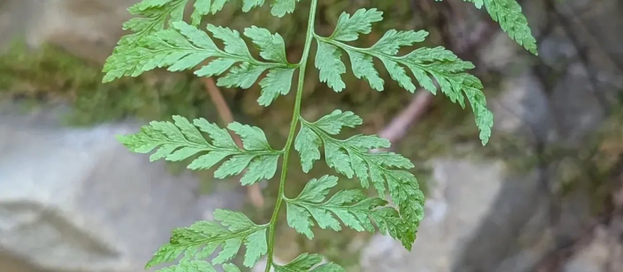 Brittle bladder fern