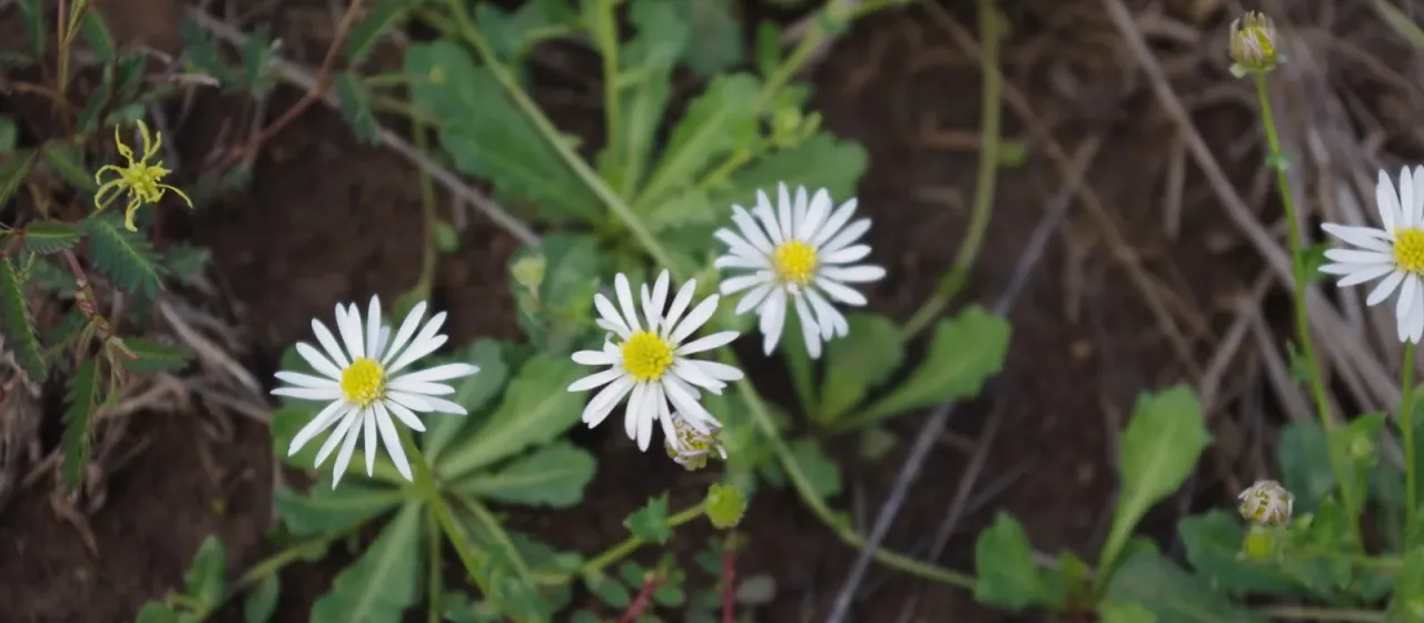 Wedge-leaf Burr-daisy