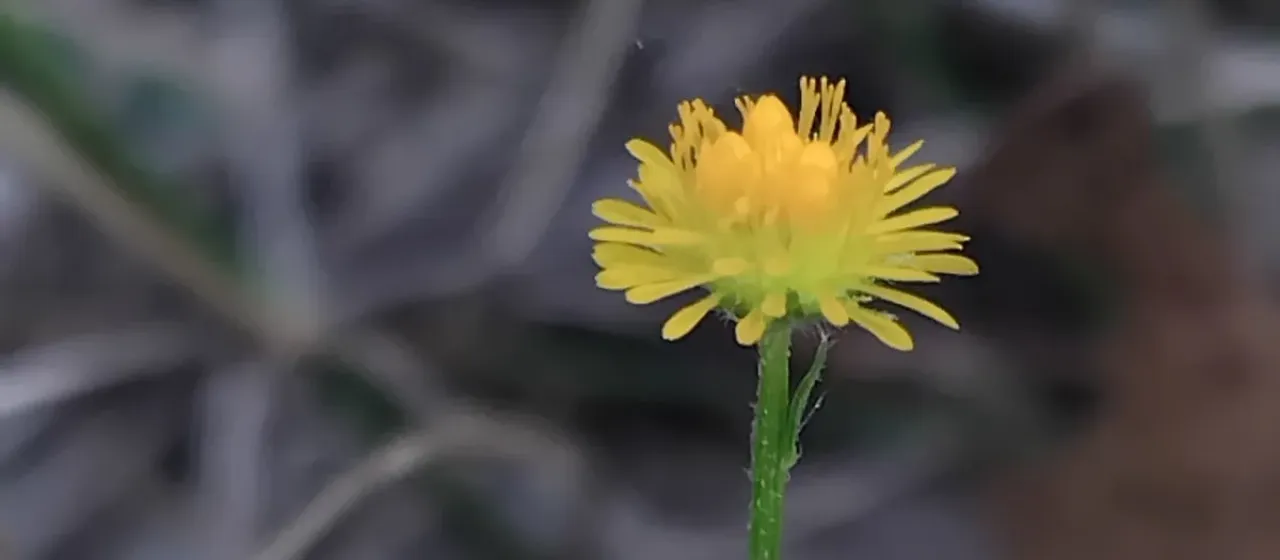 Yellow burr-daisy