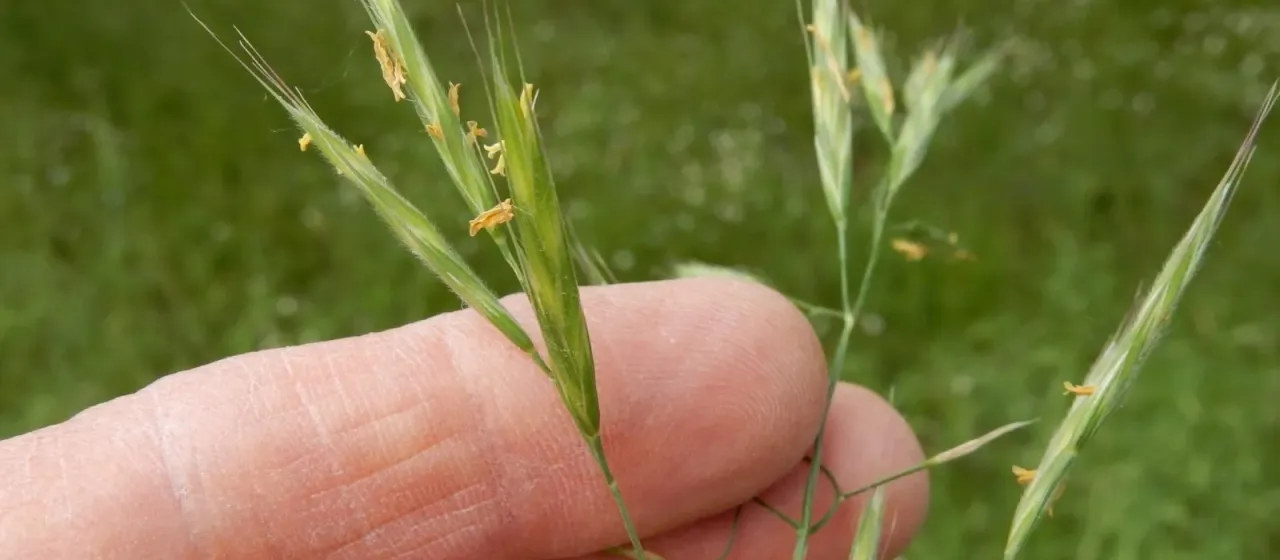 Sitka brome